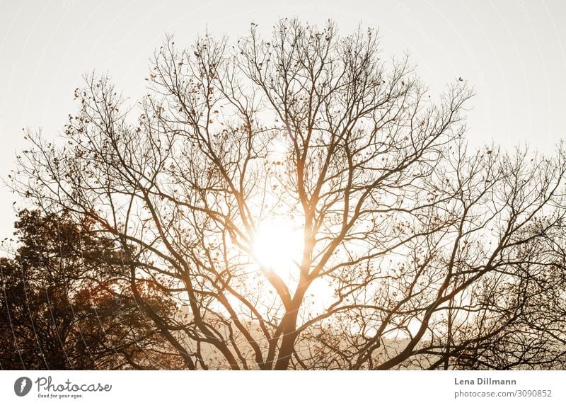 Herbst Baum im Sonnenuntergang Natur Abend Licht Gegenlicht Landschaft Menschenleer Außenaufnahme Sonnenlicht Sonnenstrahlen Farbfoto Schönes Wetter stuttgart