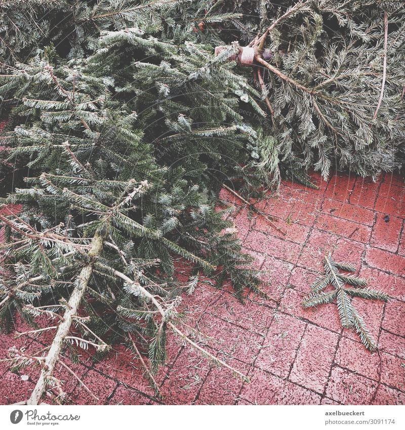 weggeworfene Weihnachtsbäume am Straßenrand Lifestyle Winter Weihnachten & Advent Umwelt Baum alt trashig Deutschland Recycling Januar Müll wegwerfen