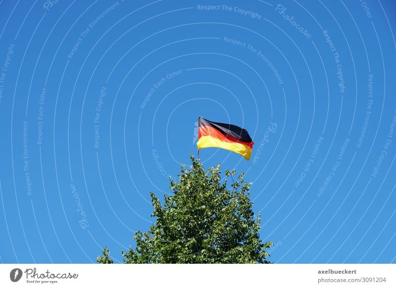 Deutsche Flagge auf Baumspitze Umwelt Natur Landschaft Himmel Wolkenloser Himmel Schönes Wetter Wind Garten Wald Zeichen Fahne gold rot schwarz Deutschland Fan