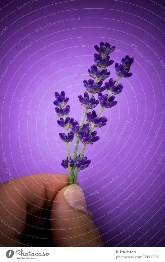 lavendelzweige Kräuter & Gewürze Alternativmedizin Finger Sommer Pflanze Nutzpflanze wählen Blühend Duft festhalten genießen Fröhlichkeit frisch violett