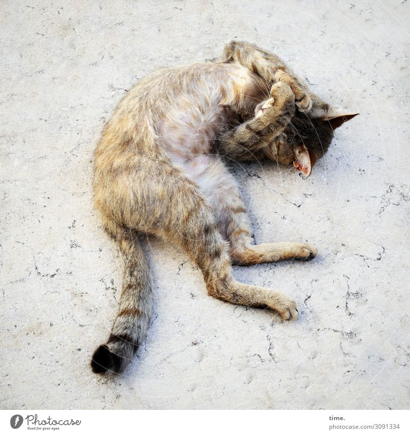 nach dem Schlaf ist vor dem Schlaf Italien Platz Marmor Haustier Katze 1 Tier Bewegung drehen liegen schlafen träumen Glück schön Stadt Wärme Leidenschaft
