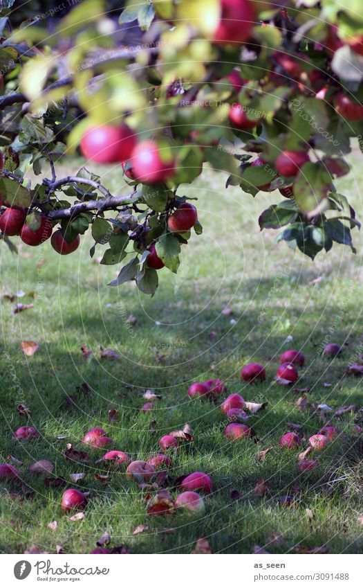 Apfelernte Frucht Bioprodukte Slowfood Wellness harmonisch Zufriedenheit Garten Erntedankfest Umwelt Natur Pflanze Sommer Herbst Schönes Wetter Baum Apfelbaum