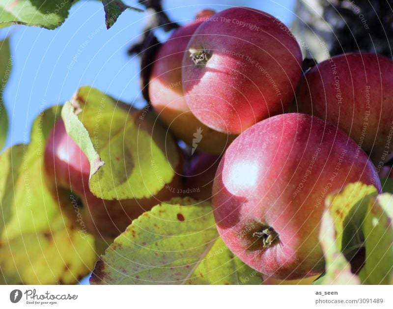 Reife Äpfel Lebensmittel Frucht Apfel Ernährung Bioprodukte Vegetarische Ernährung Gesunde Ernährung Sinnesorgane Garten Oktoberfest Erntedankfest Umwelt Natur