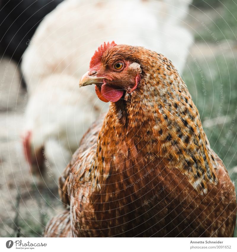 Huhn Tier Haustier Nutztier Haushuhn braun rot Farbfoto Blick nach vorn
