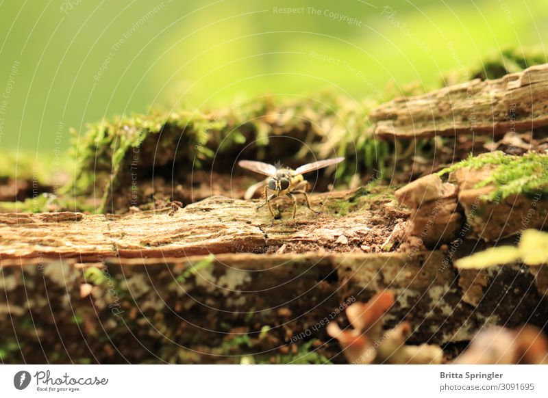Momentaufnahme Fliege Wald Auge Natur Tier 1 beobachten warten Neugier grün Verantwortung Klima Umwelt Wege & Pfade Farbfoto Makroaufnahme