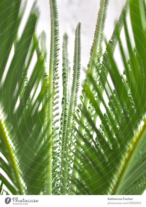 Palme Palmwedel Wachstum Natur Tier Frühling Sommer Herbst Winter Pflanze Baum Blatt exotisch grün weiß Palmenwedel Blätterdach Klima Farbfoto Außenaufnahme