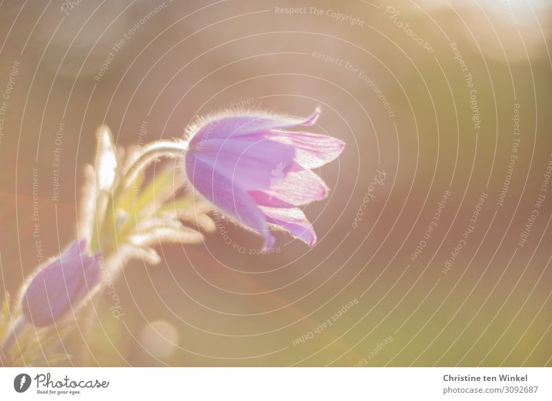 Blüte und Stengel einer Küchenschelle im Gegenlicht vor unscharfem Hintergrund Natur Pflanze Blume Kuhschelle Frühlingsblüher Stauden ästhetisch elegant
