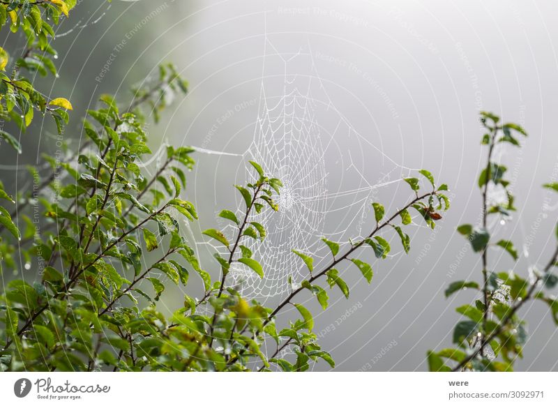 Cobwebs in morning dew Internet Natur Beiboot Tier Spinne kalt nass natürlich Gefühle ruhig Trauer Einsamkeit animal cobweb cobwebs copy space dewy forest