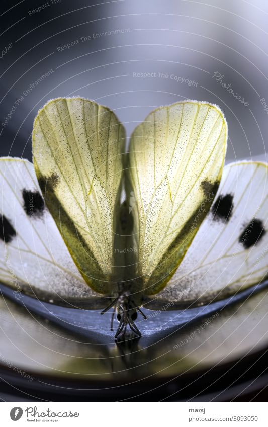 Schmetterlingsyoga mit Herz Tier Flügel 1 sportlich außergewöhnlich dunkel authentisch gruselig braun Traurigkeit bizarr Symmetrie Kopfstand Tod gepunktet