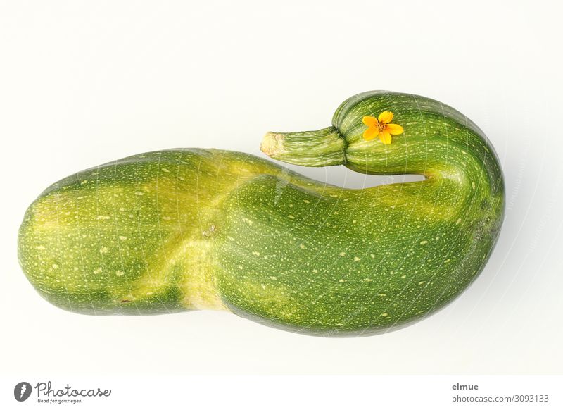 Zucchiniente Gemüse Ernährung Zucchetti Blüte authentisch einzigartig natürlich grün Freude Design Idee innovativ Inspiration Kitsch Natur Gartenpflanzen Ente