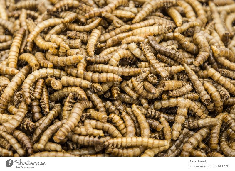 essbare Mehlwürmer isoliert hohe Qualität Schalen & Schüsseln Design schön Frau Erwachsene Natur Tier Haustier Vogel Käfer Wurm lecker braun weiß Tiere