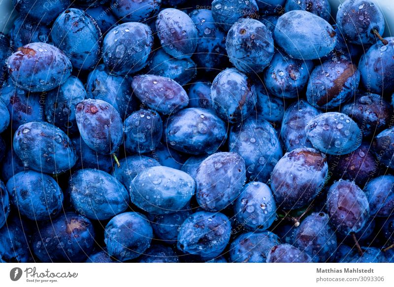 Zwetschgen Frucht Pflaume liegen frisch Gesundheit lecker natürlich sauer süß blau Natur Farbfoto Gedeckte Farben Außenaufnahme Detailaufnahme Menschenleer