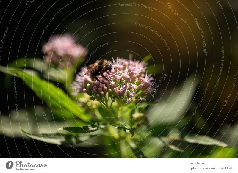 Biene, Hummel oder Wespe Natur Sonne Sommer Schönes Wetter Pflanze Blume Blatt Blüte Wildpflanze Nutztier Wespen 1 Tier Lichterscheinung Lichteinfall Lichtblick