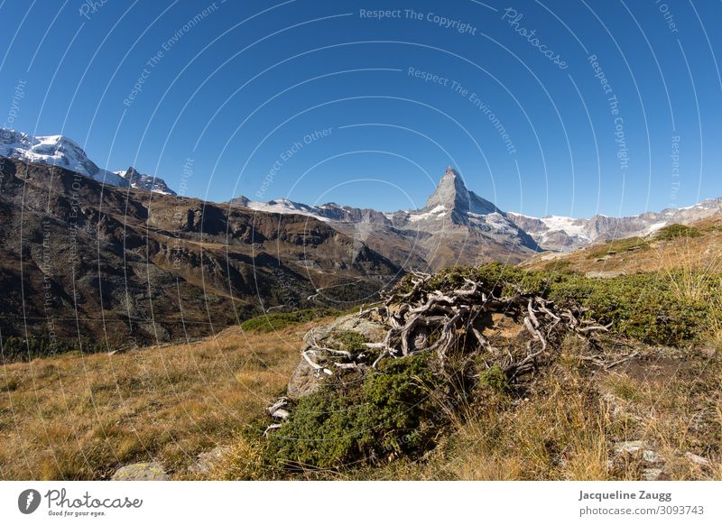 Zermatt - Matterhorn wandern Natur Landschaft Herbst Sträucher Alpen Berge u. Gebirge Erholung Glück Farbfoto Außenaufnahme Tag