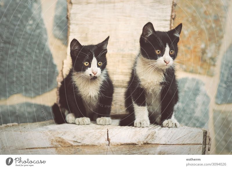 Porträt von süßen Kätzchen Garten Tier Haustier Katze Pfote liegen sitzen klein niedlich Schutz " Katzen, Kätzchen, Katzen, Katzen.... häuslich,Kätzchen