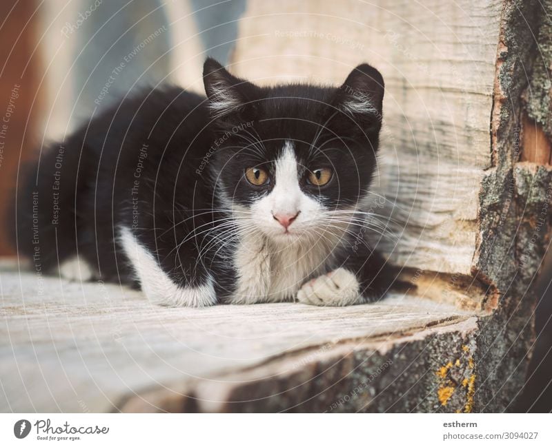 Porträt eines entspannten süßen Kätzchens Garten Tier Haustier Katze Pfote krabbeln liegen sitzen klein niedlich "Katze, Kätzchen, Katze, Katze".