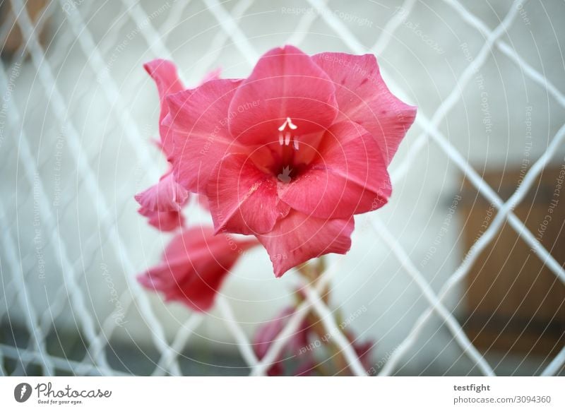 blümchen Pflanze Blume Rose Blüte Blühend rot rosa Zaun Wachstum Außenaufnahme Dämmerung