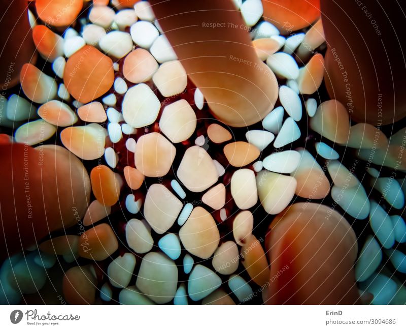 Unerwartete Formen in Nahaufnahme des Meeresurins in Rot und Weiß Design schön Leben Kunst Umwelt Natur Tier entdecken außergewöhnlich Coolness frisch hell