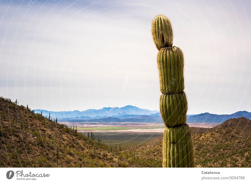 Saguaro Kaktus im Vordergrund, am Horizont eine Hügelkette Umwelt Natur Landschaft Pflanze Himmel Wolkenloser Himmel Winter Dürre Sträucher Wüste