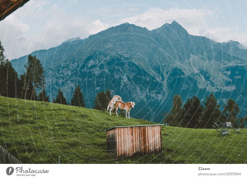 Kindsköpfe wandern Natur Landschaft Himmel Wolken Sommer Wiese Alpen Berge u. Gebirge Hütte Pferd 2 Tier Brunft Bewegung Spielen springen ästhetisch elegant