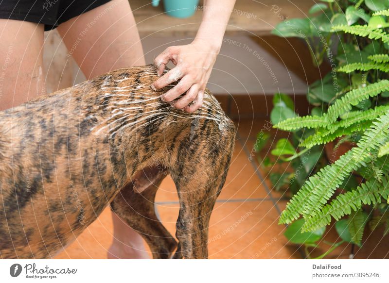 Waschen des Hundes echte Action Glück schön Garten Bad Mann Erwachsene Familie & Verwandtschaft Natur Pflanze Tier Haustier genießen Fröhlichkeit lustig nass