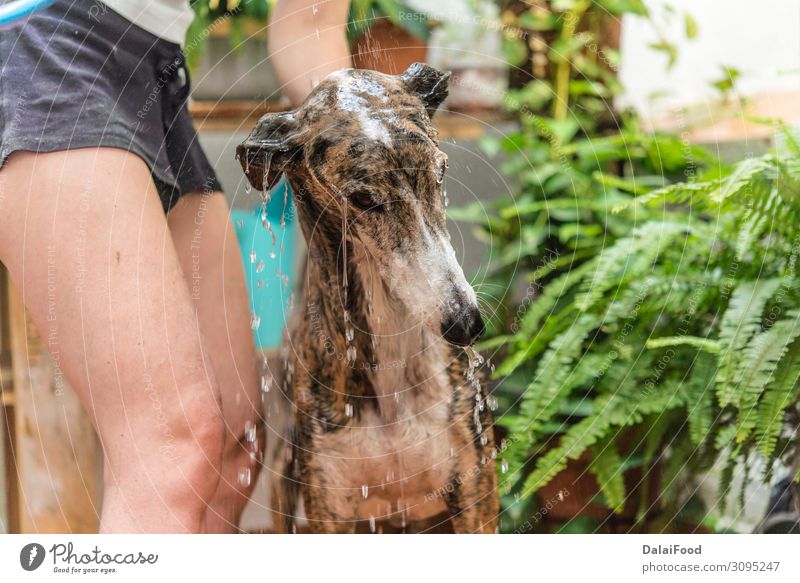 Waschen des Hundes echte Action im Haus Freude Sommer Strand Fotokamera Familie & Verwandtschaft Tier Pelzmantel Haustier Spielzeug Tropfen Bewegung nass