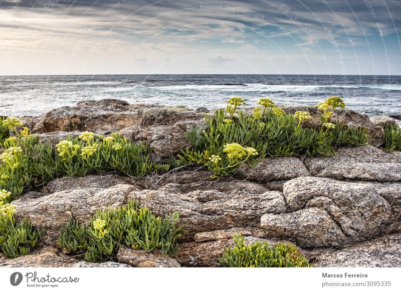 Felsen an der Atlantikküste Ferien & Urlaub & Reisen Strand Meer Wellen Umwelt Natur Landschaft Wolkenloser Himmel Unwetter Küste Stein frisch blau grün