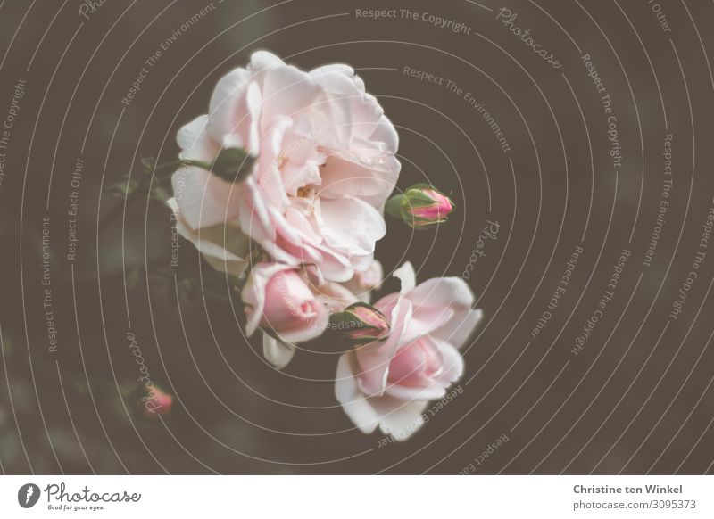 rosa Rosenblüten vor dunklem Hintergrund Natur Pflanze Sommer Blume ästhetisch Duft elegant schön natürlich Gefühle Lebensfreude Romantik trösten dankbar