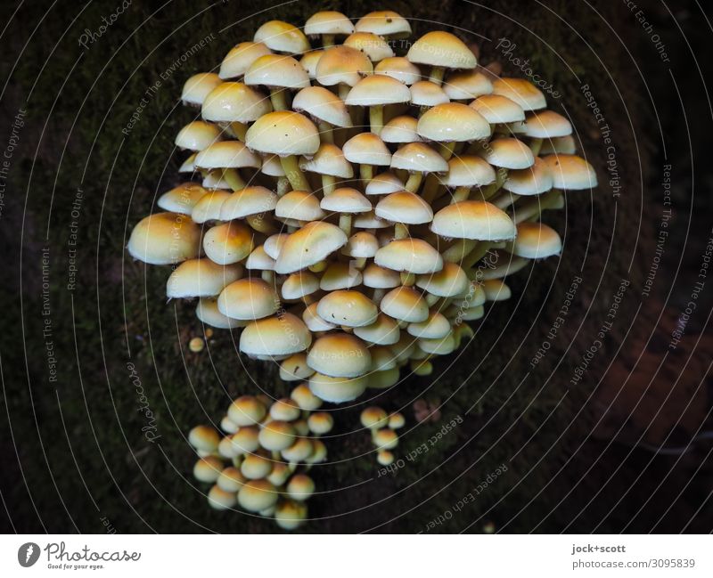 Fungi Herbst Baumstamm Wachstum authentisch dunkel klein viele braun Leben ästhetisch Netzwerk Parasit Anhäufung Stockschwämmchen Pilzhut Kolonie essbar