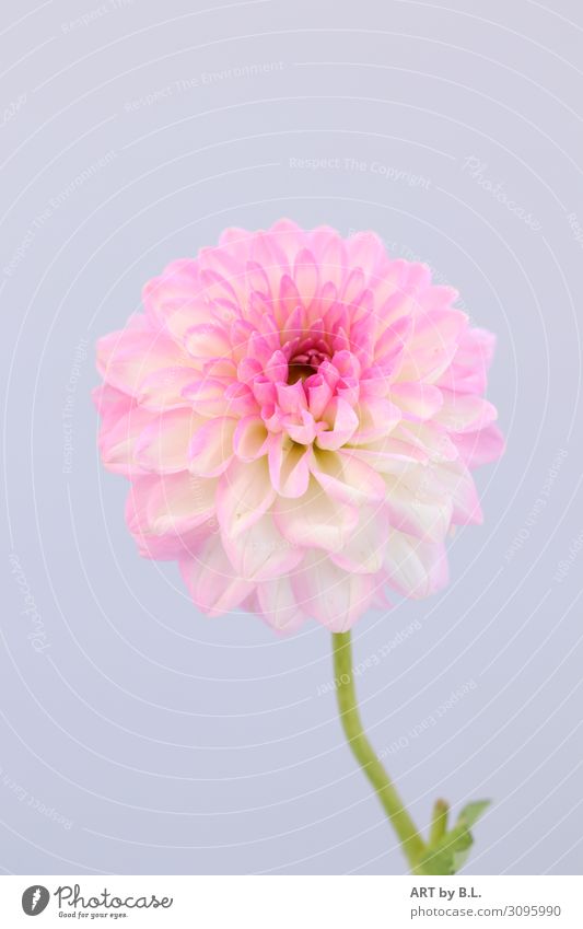 In ganzer Pracht Natur Pflanze Blüte Dahlien Duft Glück violett rosa weiß Farbfoto Gedeckte Farben Außenaufnahme Innenaufnahme Nahaufnahme Detailaufnahme