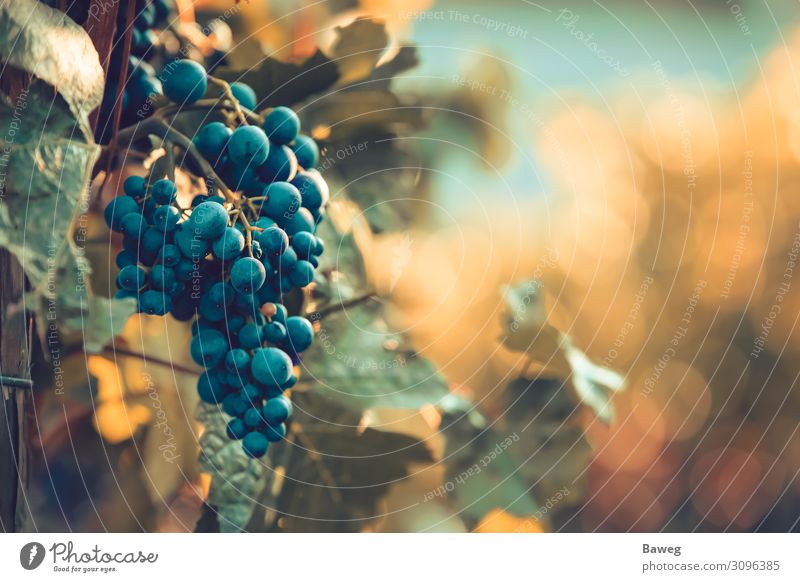 Reife Rotweintrauben bei Sonnenuntergang Wein Sommer Landwirtschaft Forstwirtschaft Gastronomie Pflanze Blatt genießen frisch hell rot Kultur Burgunder Italien