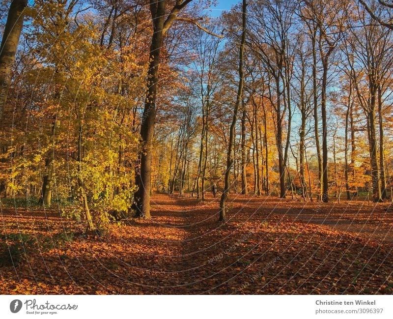 Sonniger Herbstwald Natur Landschaft Erde Sonnenlicht Schönes Wetter Pflanze Baum Wald Freundlichkeit natürlich schön blau braun mehrfarbig gelb orange Gefühle