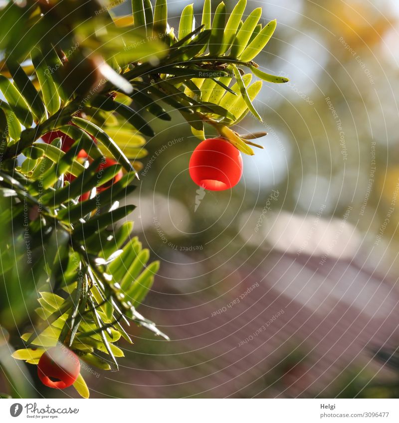 Zweig einer Eibe mit rotem Fruchtkörper im Gegenlicht mit Bokeh Umwelt Natur Pflanze Herbst Schönes Wetter Sträucher Grünpflanze Samen Park leuchten Wachstum