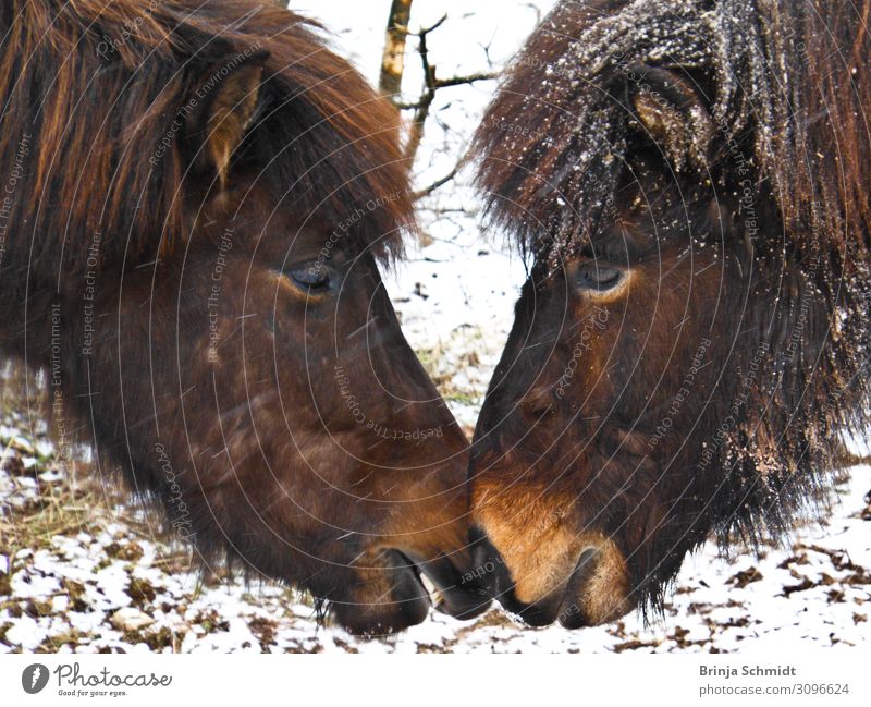 Zwei braune Islandpferdestupsen ihre Nasen im Schneeaneinande Reiten Winter Wind Eis Frost Haustier Pferd 2 Tier berühren Spielen außergewöhnlich Freundlichkeit