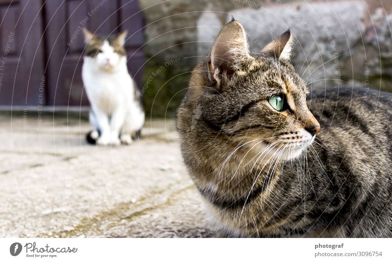 Istanbuler Katzen Tier Haustier Wildtier füttern hocken Jagd kämpfen Farbfoto Morgen