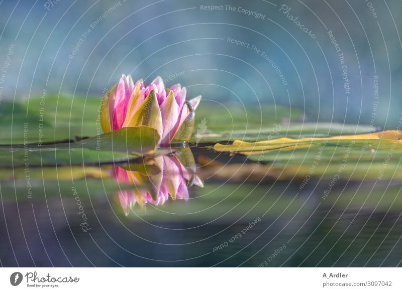 Seerose (Nymphaea) mit Spiegelung Wellness harmonisch Wohlgefühl Zufriedenheit Sinnesorgane Erholung ruhig Meditation Kur Spa Garten Pflanze Sommer Park Teich