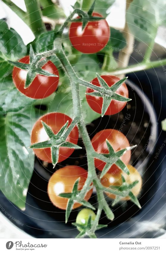Der Reifeprozess Lebensmittel Gemüse Ernährung Essen Bioprodukte Vegetarische Ernährung Gesundheit Gesunde Ernährung Natur Pflanze Wachstum saftig rot Farbfoto