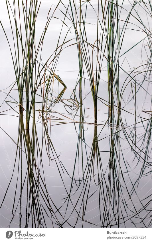 Chi Umwelt Natur Pflanze Urelemente Wasser Gras Blatt Schilfrohr See Spiegel Schriftzeichen Linie ästhetisch Zufriedenheit Symmetrie Gedeckte Farben