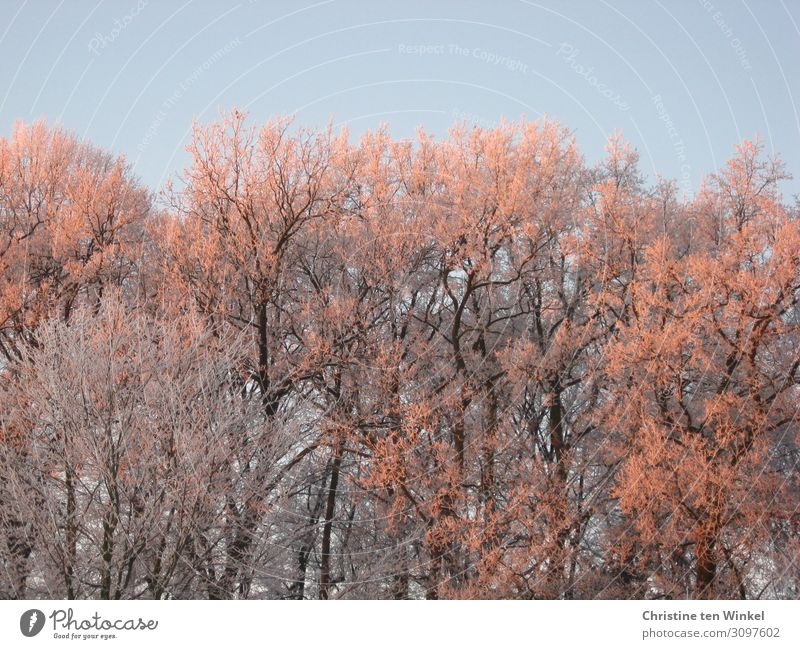 Bereifte kahle Bäume in der Morgensonne vor blauem Himmel Umwelt Natur Wolkenloser Himmel Sonnenaufgang Sonnenuntergang Sonnenlicht Winter Eis Frost Baum Wald