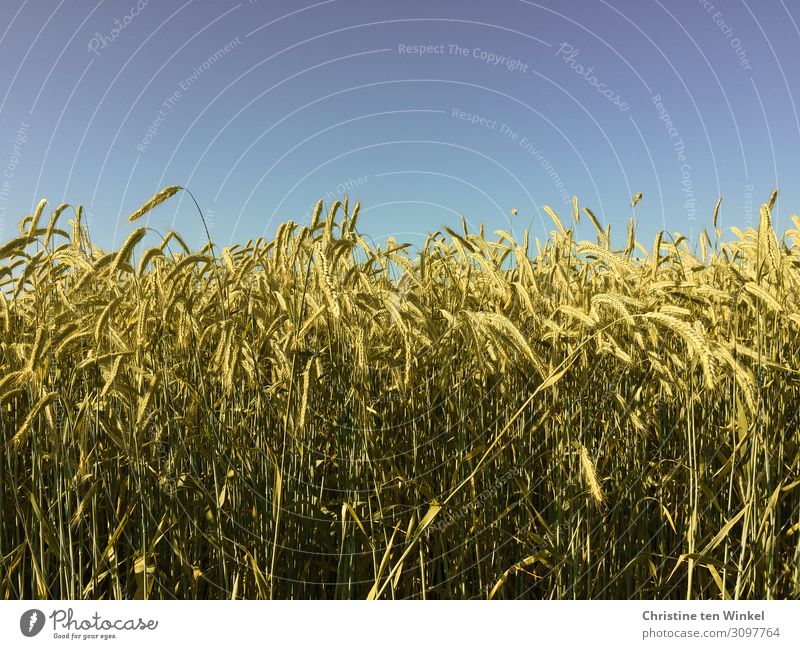 Kornfeld mit blauem Himmel Getreidefeld Ernährung Landwirtschaft Ackerbau Umwelt Natur Wolkenloser Himmel Sommer Schönes Wetter Pflanze Nutzpflanze nah