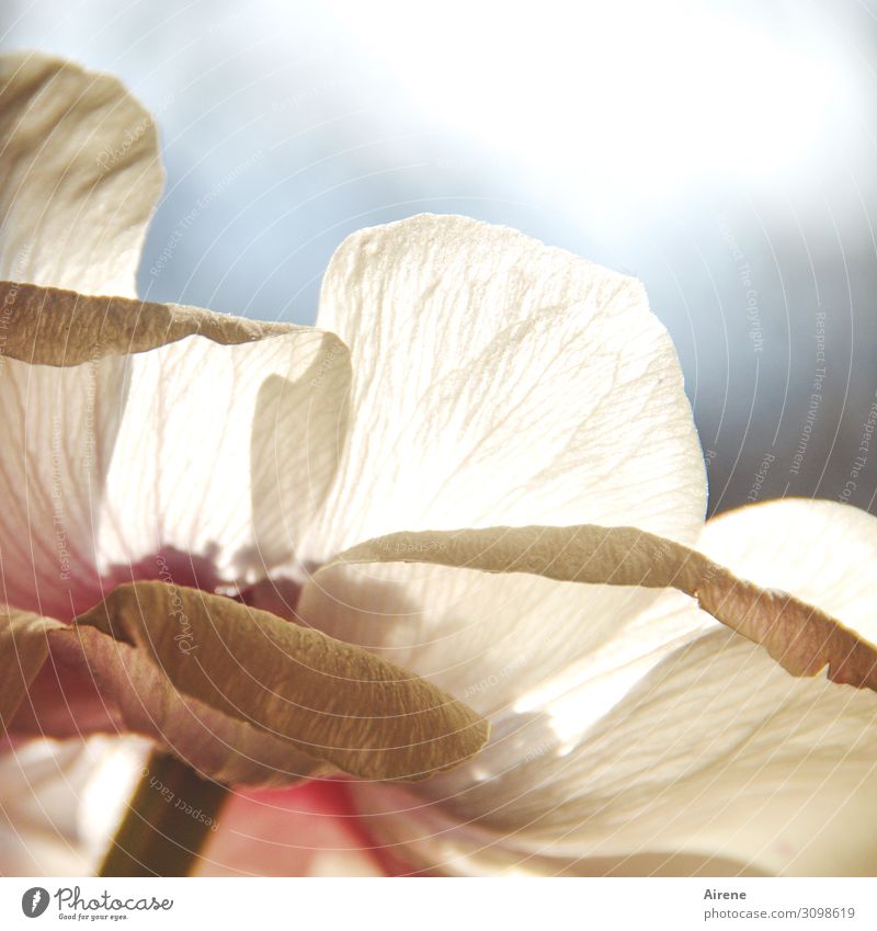 nur ein Hauch Schönes Wetter Blume exotisch Mohnblüte Blütenblatt Blühend hell schön rosa weiß hell-blau zart zerbrechlich dünn Farbfoto Außenaufnahme