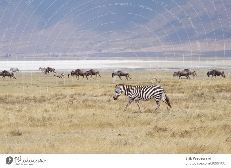 Herden in Bewegung Tansania Landschaft Steppe Vulkankrater Tier Zebra Gnu Warzenschwein Antilopen Brunft Fressen füttern Jagd Ferien & Urlaub & Reisen Migration