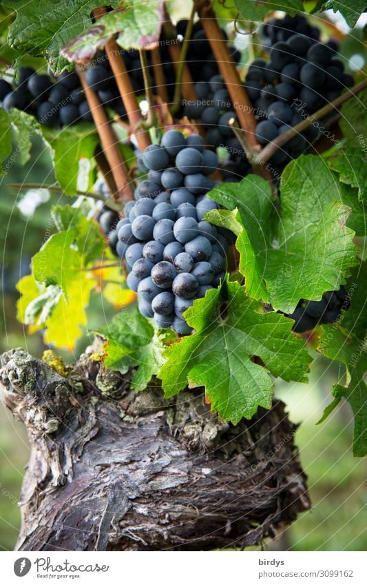 reife Trauben Frucht Landwirtschaft Forstwirtschaft Pflanze Nutzpflanze Wein Weintrauben Weinbau Weinblatt Wachstum ästhetisch authentisch frisch Gesundheit