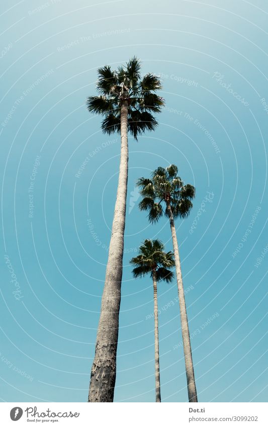 yashi Natur Pflanze Himmel Wolkenloser Himmel exotisch Palme hoch lang blau Wachstum 3 aufragen Kokospalme Farbfoto Außenaufnahme Menschenleer