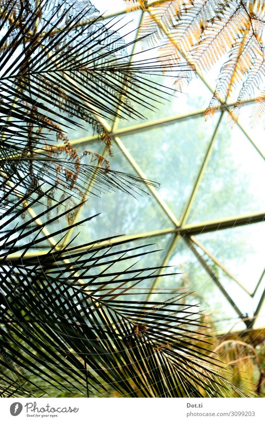 hothouse Pflanze Klima Glas exotisch Wachstum Gewächshaus Dreieck Kuppeldach Palmenwedel Wärme Schutz tropisch Farbfoto Innenaufnahme Muster Menschenleer Tag