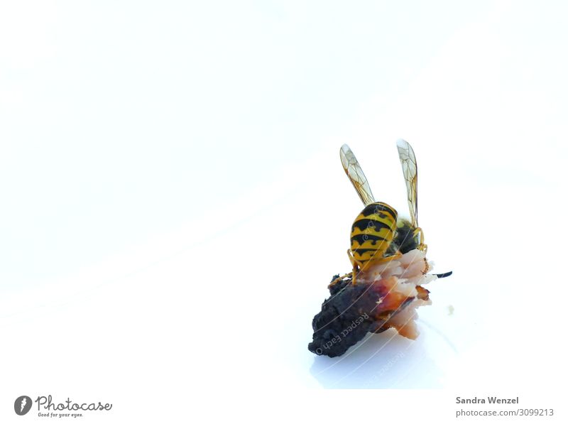 Wespe Natur Tier Wespen Insekt 1 fliegen Fressen füttern stachelig Stachel Raubinsekt Sommer Fleisch lästig stechen gefährlich Farbfoto Außenaufnahme