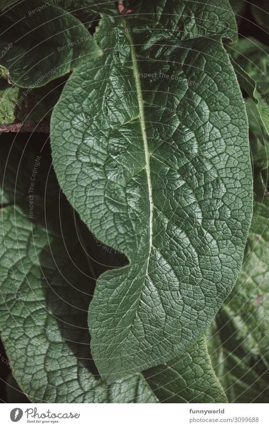 Grünes Blatt mit Adern grün Pflanze Natur Makroaufnahme Detailaufnahme Grünpflanze Struktur Strukturen & Formen Nahaufnahme Außenaufnahme Sommer Blattadern