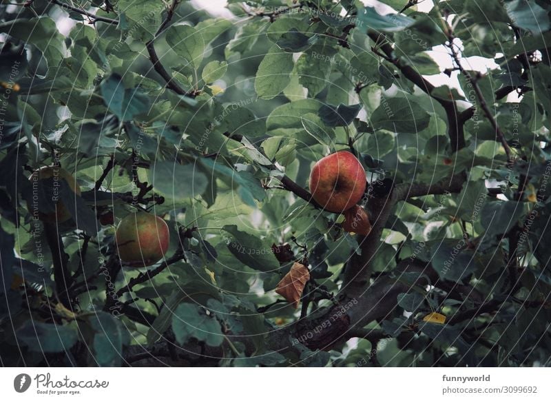 Zwei Äpfel umgeben von grünen Blätter an einem Baum Apfel Apfelbaum Herbst Frucht Farbfoto Außenaufnahme Natur rot Pflanze Blatt Gesundheit Umwelt frisch