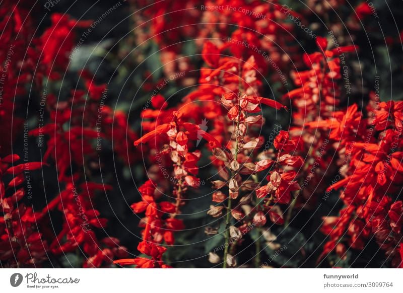 Leuchtend rote Blüten Pflanze Natur Blume Makroaufnahme exotisch Detailaufnahme Schwache Tiefenschärfe Farbfoto Nahaufnahme Außenaufnahme Tag Umwelt Wildpflanze