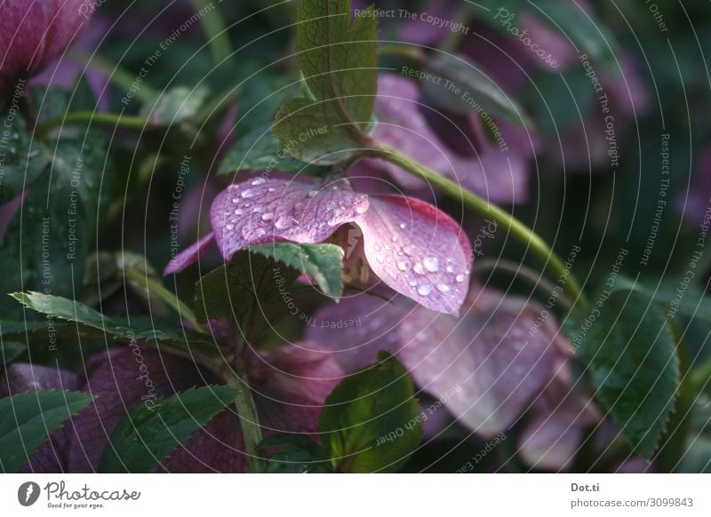 Christrose Natur Pflanze Blatt Blüte Garten Tau rosa Farbfoto Gedeckte Farben Außenaufnahme Menschenleer Textfreiraum links Textfreiraum rechts